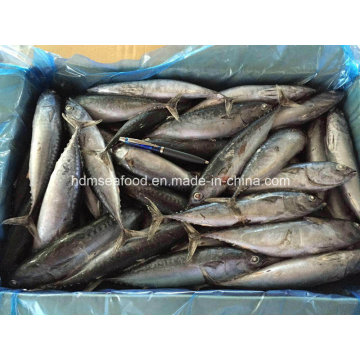 Chinois Frozen Bonito